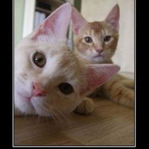 Meet your Posher, Lynette